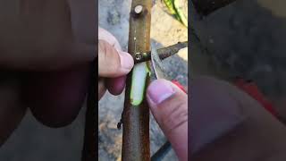 Best grafting technique grafting satisfying [upl. by Atisor]