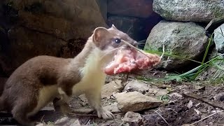 Stoat Mother Hunts to Feed Kits  Weasels Feisty amp Fearless  BBC Earth [upl. by Olfe493]