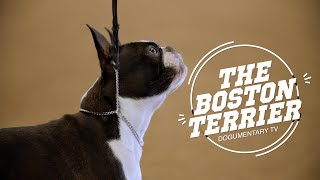 Boston Terriers The American Gentlemen of the Dog World [upl. by Schmeltzer]