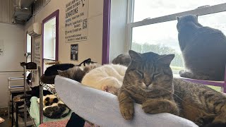 Furball Farm Cat Sanctuary is live [upl. by Nhguahs]