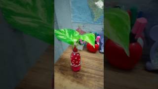 👍🏻Best Living Room Plant 🪴 Decoration Ideasshorts garden plants [upl. by Nami]