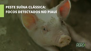 Nos últimos anos estado enfrenta surtos e abate animais [upl. by Nylqcaj]