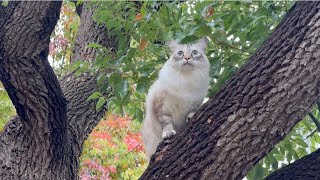 Purrspectives from Above and Below [upl. by Omissam]