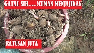 Cara menanam porang agar tumbuh subur dan super besar [upl. by Joashus]