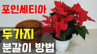 포인세티아 건강하게 키우기 온도 분갈이 물주기 방법 [upl. by Nyleek131]