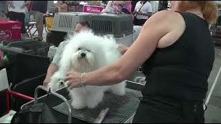 European Dog Show 2016 Bolognese 1 [upl. by Lleinad]