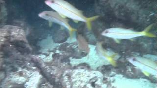 Shark resting in Hanauma Bay [upl. by Om]