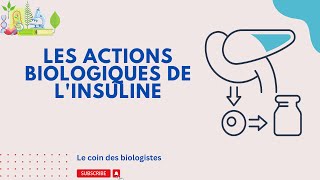 Les actions biologiques de linsuline [upl. by Eatnuahc]