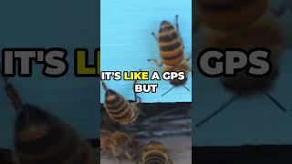 The Secret Language of Bees Waggle Dance Explained [upl. by Assitruc]