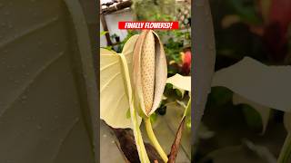 Variegated Monstera Albo Finally Flowered 🌸 [upl. by Cullan]