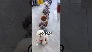 What Are the Different Colors of The Bichon Frise bichonlover shorts bichonfrise dog pets [upl. by Assirrec]