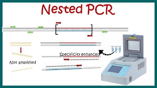 Nested PCR  Principle and usage [upl. by Pich]