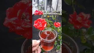 Rainy Rose with Tea🤎 shorts shortsvideo shortsviral rose rainyday tea rooftop [upl. by Nickolas]