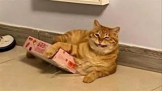 FUNNY CATS MEMES COMPILATION V36 [upl. by Leahsim165]