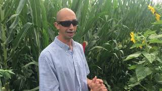 Early Interseeding cover crops into Silage Corn [upl. by Ichabod]