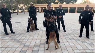 Irvine Community Police Academy K9s [upl. by Erdei]