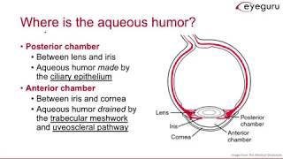 41 Aqueous Humor Pathway [upl. by Velvet]