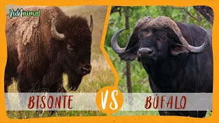 BISONTE AMERICANO vs BÚFALO AFRICANO [upl. by Rodmun722]