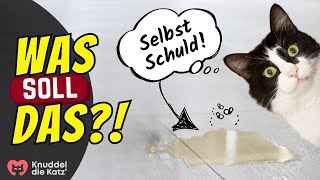 Wenn du DAS tust PINKELT deine Katze sofort in die Wohnung [upl. by Dorran]