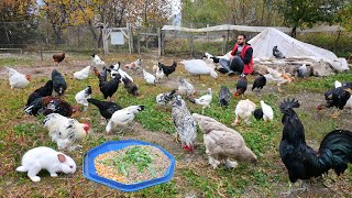 Effective Feed Recipe for Raising Organic Chickens  My Rabbit Gave Birth  Farm Chores  Poultry [upl. by Neeka128]