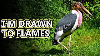 Marabou Stork facts they chase fire  Animal Fact Files [upl. by Melba]