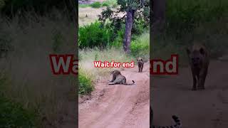 Hyna chased leopard  yt shots wildlife animals wildanimals [upl. by Rovner31]