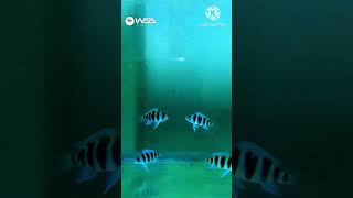 Cyphotilapia Frontosa  Cichlid Breeding Farm  aquarium fish cichlid fishing tanganyika [upl. by Donielle]