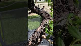 Initial styling of buttonwood bonsai [upl. by Adle]