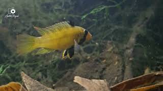 WC Apistogramma megastoma with fry [upl. by Susann]