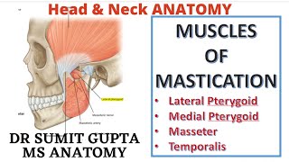 MUSCLES OF MASTICATION  Medial Pterygoid  Masseter  Temporalis [upl. by Araz]