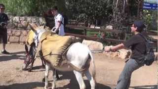 Donkey Riding at Kfar Kedem Boys 2012 [upl. by Keyte692]