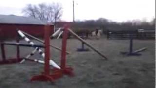 Norwegian Fjord Horse Jumping 33 [upl. by Sibella]