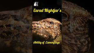 Earad Nightjars Camouflage seamlessly with woods stones pukhtanaRelaxingworldsurvivingvlogsbirds [upl. by Ebbarta]