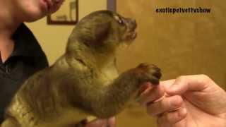 Kinkajou Eats a Grape  Exotic Pet Vet UNCUT [upl. by Cassius]