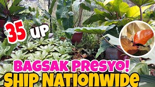 Philos ni Nene Bagsak Presyo sale rare  plants garden houseplants [upl. by Rovit195]