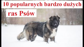 10 popularnych bardzo Dużych ras Psów [upl. by Ayet225]