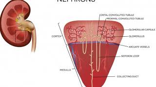 What Are Peritubular Capillaries [upl. by Wordoow617]