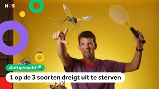 Wat als alle insecten uitsterven relaxed of niet  UITGEZOCHT 17 [upl. by Boony]