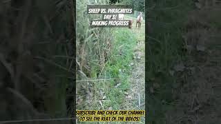 Using Sheep to Control Invasive Phragmites They are making a difference michiganhomestead [upl. by Acinorev697]