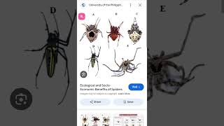 types of spider gagambang bahay spider tarantula [upl. by Krystin316]