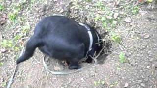 Labrador nero alla ricerca di un tartufo bianco pregiato [upl. by Britton]