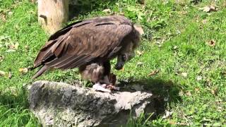 cinereous vulture Aegypius monachus eating carcass Alpenzoo [upl. by Tatianas163]