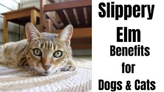 Natural REMEDY for Upset Stomach in Dogs and Cats  Slippery Elm for Pets [upl. by Uni19]