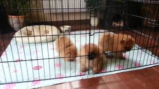 Pomeranian Puppies [upl. by Lesley]