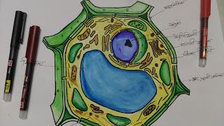 Padap Koshika ka chitra kaise banaye lhow to draw typical plant cell [upl. by Notgnirrac677]