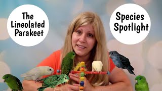 Lineolated Parakeet as Pets Species Spotlight [upl. by Asirrak193]