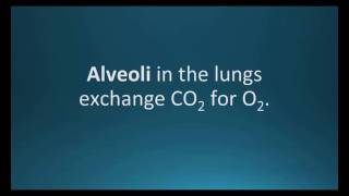 How to pronounce alveoli Pharmcabulary for Memorizing Pharmacology Flashcard [upl. by Winola]