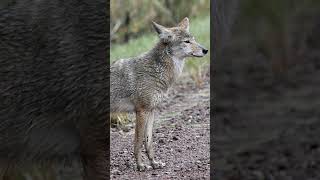 Coyote Howling Sound Effect shorts soundeffects coyote [upl. by Neysa697]