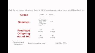 Recombination Frequency and Linked Genes [upl. by Ilah]