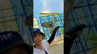 Falconry training [upl. by Godspeed]